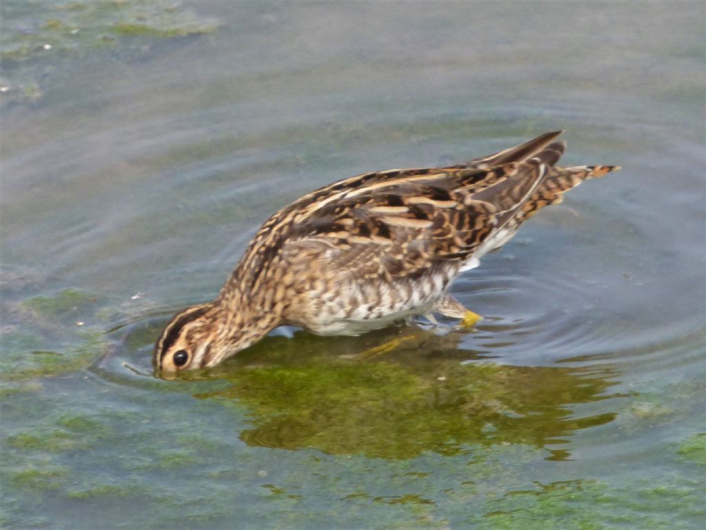 Beccaccino (Gallinago gallinago)